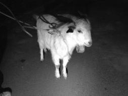 小羊最新爆料,揭秘娱乐圈幕后真相